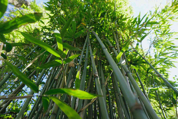 How to Care for Bamboo Beddings: Tips for Keeping Them Smooth and Clean