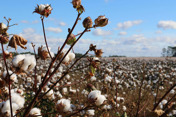 Is organic cotton sustainable?